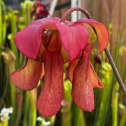 Sarracenia × moorei 'Atlas 5'