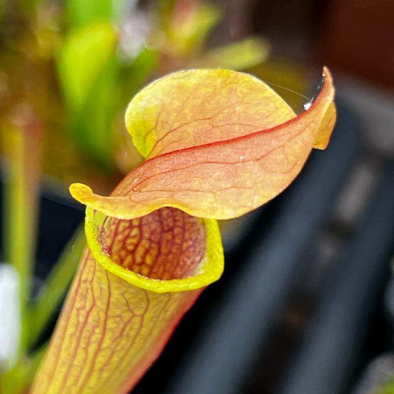 Sarracenia rubra subsp. alabamensis (ICPS Location Code AL003, Alabama) MK-RA5