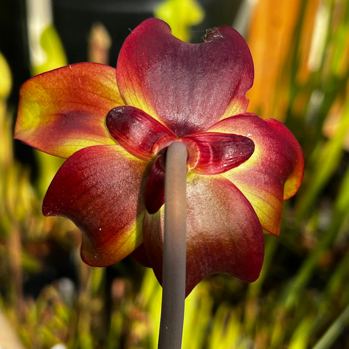 Sarracenia 'Troll'