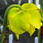 Sarracenia flava var. cuprea (Santee Coastal Reserve, South Carolina)