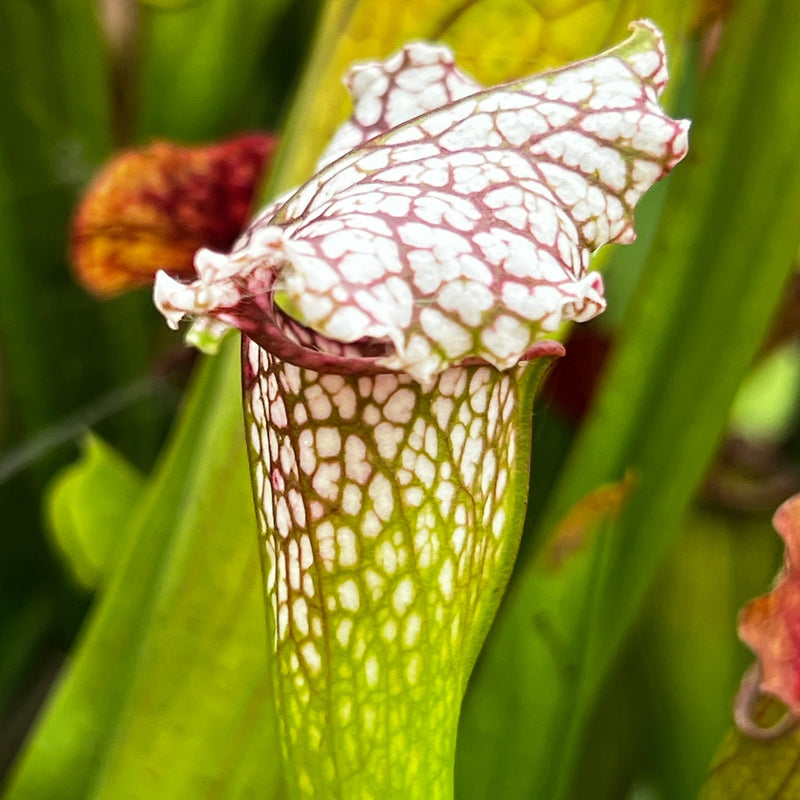 Sarracenia 'Pink Thing'