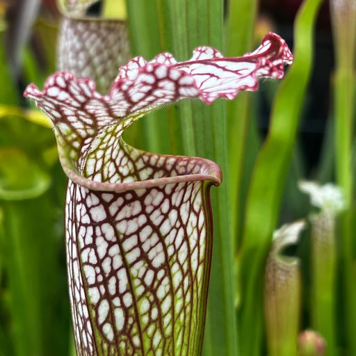 Sarracenia leucophylla var. leucophylla (Gas Station Site, Perdido, Alabama)