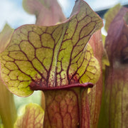 Sarracenia 'Triceratops'
