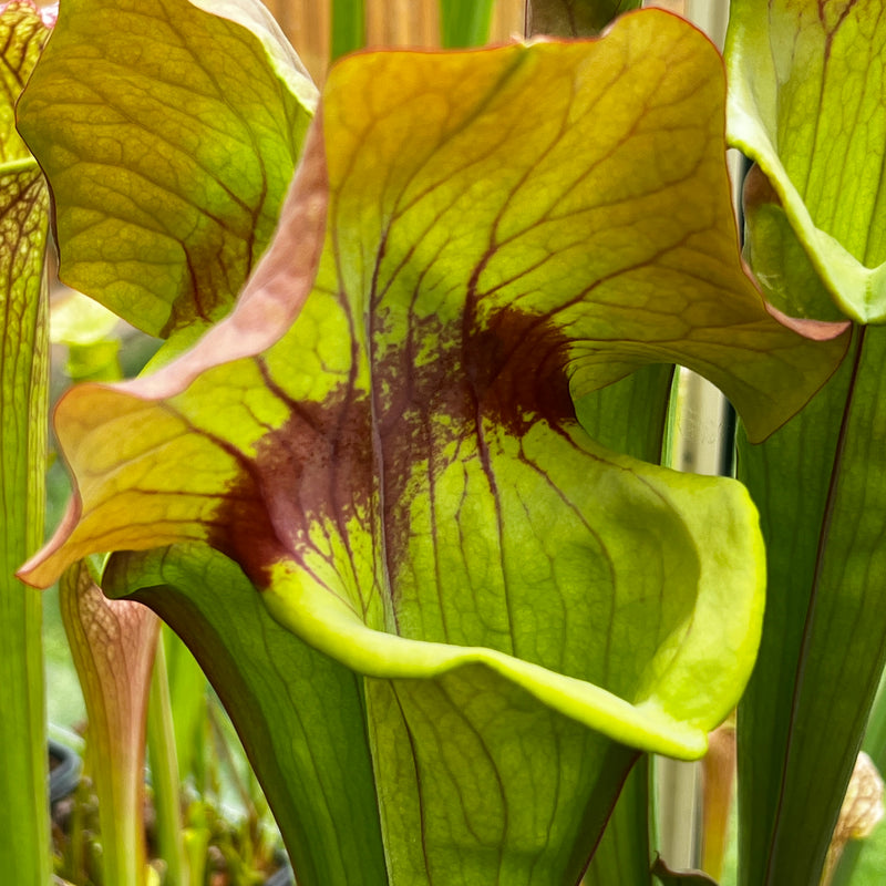 Sarracenia 'Asbo'