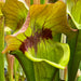 Sarracenia 'Asbo'