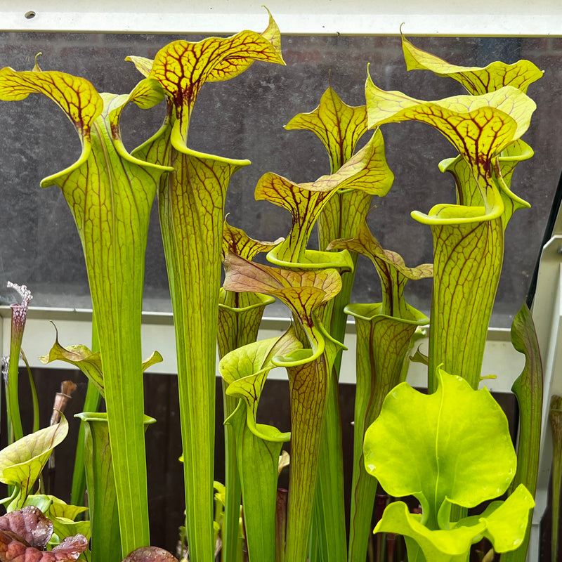 Sarracenia flava var. cuprea 'Strained'