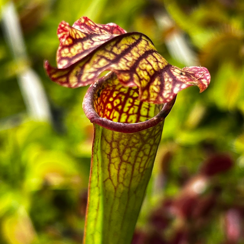 Sarracenia 'Kagaribi'