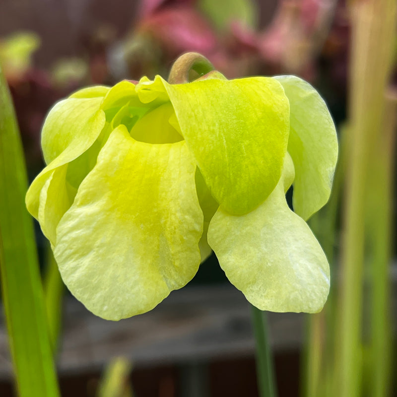 Sarracenia alata var. nigropurpurea - Black Tube Large Form MK-A60