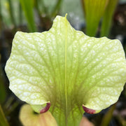Sarracenia × moorei 'Joker'