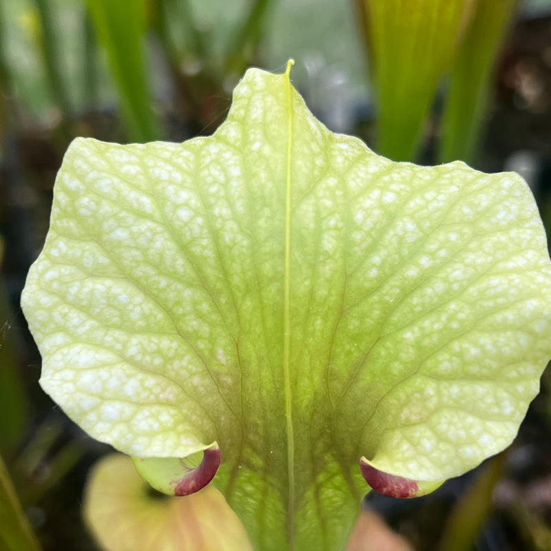 Sarracenia × moorei 'Joker'