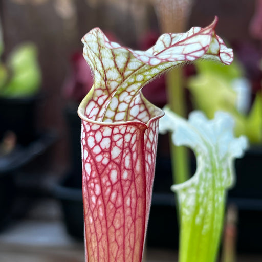 Sarracenia leucophylla Red/ Pink Tube (Pedido, Alabama) MK-L49B