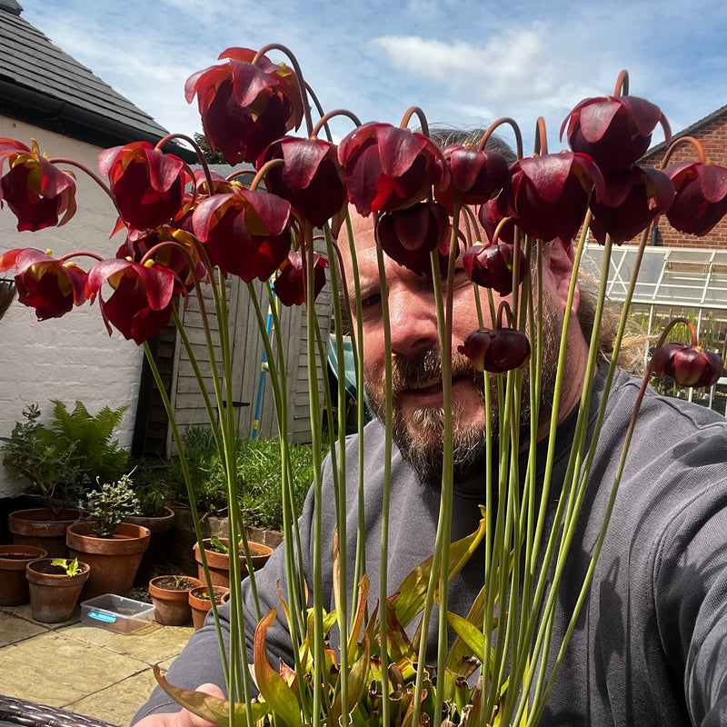 Sarracenia 'Hummer's Hammerhead'
