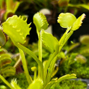 Dionaea muscipula 'Werewolf'
