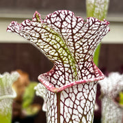 Sarracenia leucophylla var. leucophylla (Gas Station Site, Perdido, Alabama)