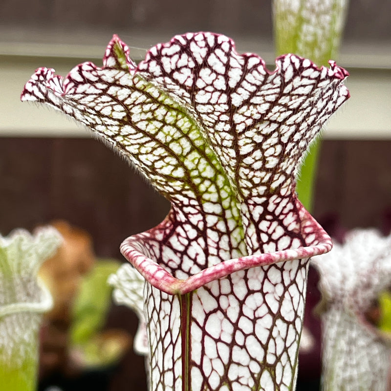 Sarracenia leucophylla var. leucophylla (Gas Station Site, Perdido, Alabama)