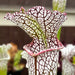Sarracenia leucophylla var. leucophylla (Gas Station Site, Perdido, Alabama)
