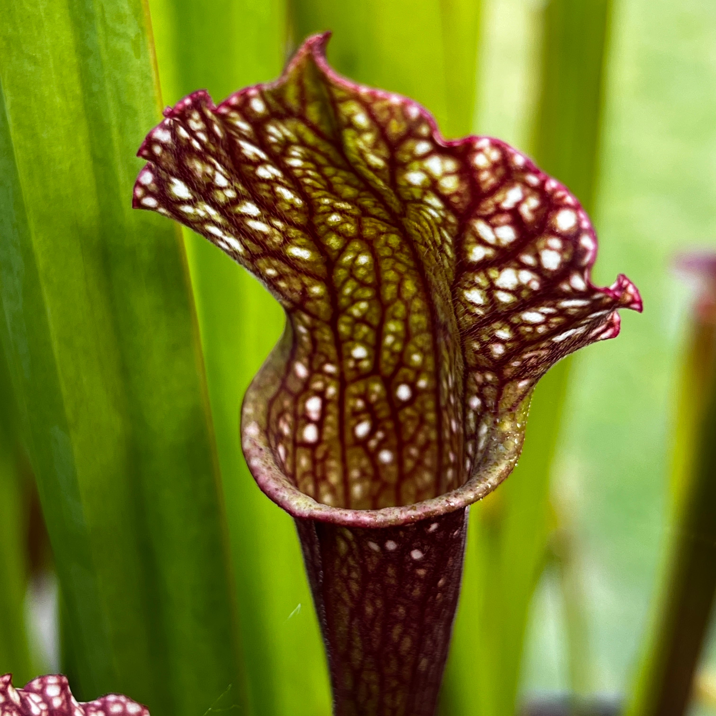 Sarracenia 'Ladies in Waiting'