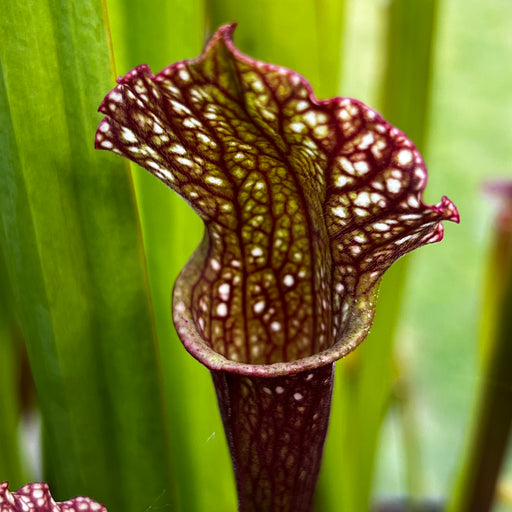 Sarracenia 'Ladies in Waiting'