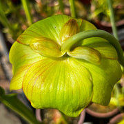 Sarracenia × moorei - Ian Salter Clone 3