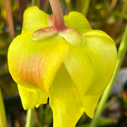 Sarracenia flava var. atropurpurea - All Red Form (Blackwater River State Forest, Florida) MK-F27B