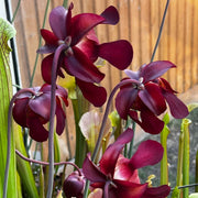 Sarracenia 'Bella'