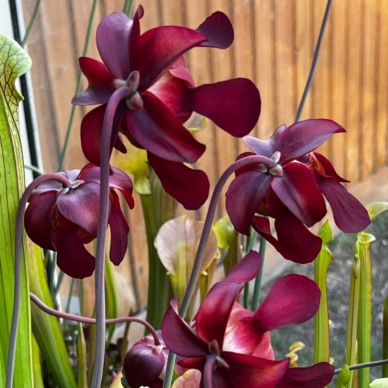 Sarracenia 'Bella'