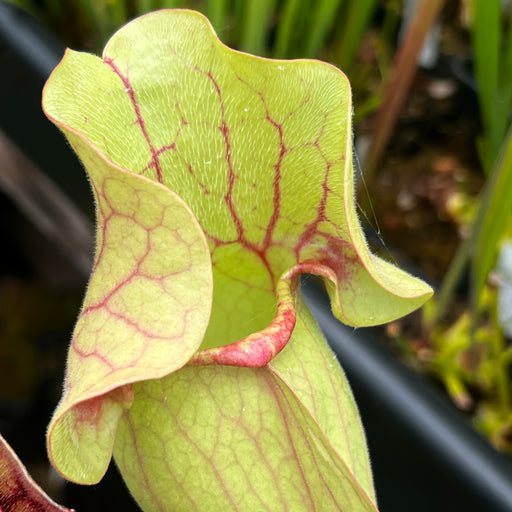 Sarracenia purpurea subsp. venosa 'Gigantea'