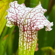 Sarracenia 'Pink Thing'