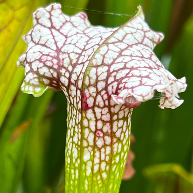 Sarracenia 'Pink Thing'