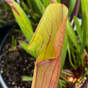 Sarracenia × catesbaei 'Bengal Tiger'