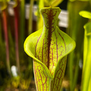 Sarracenia flava var. ornata - Lidless Form