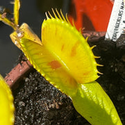 Dionaea muscipula 'Charly Mandon’s Spotted'