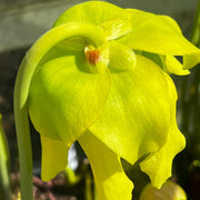 Sarracenia flava var. flava 'Maxima'