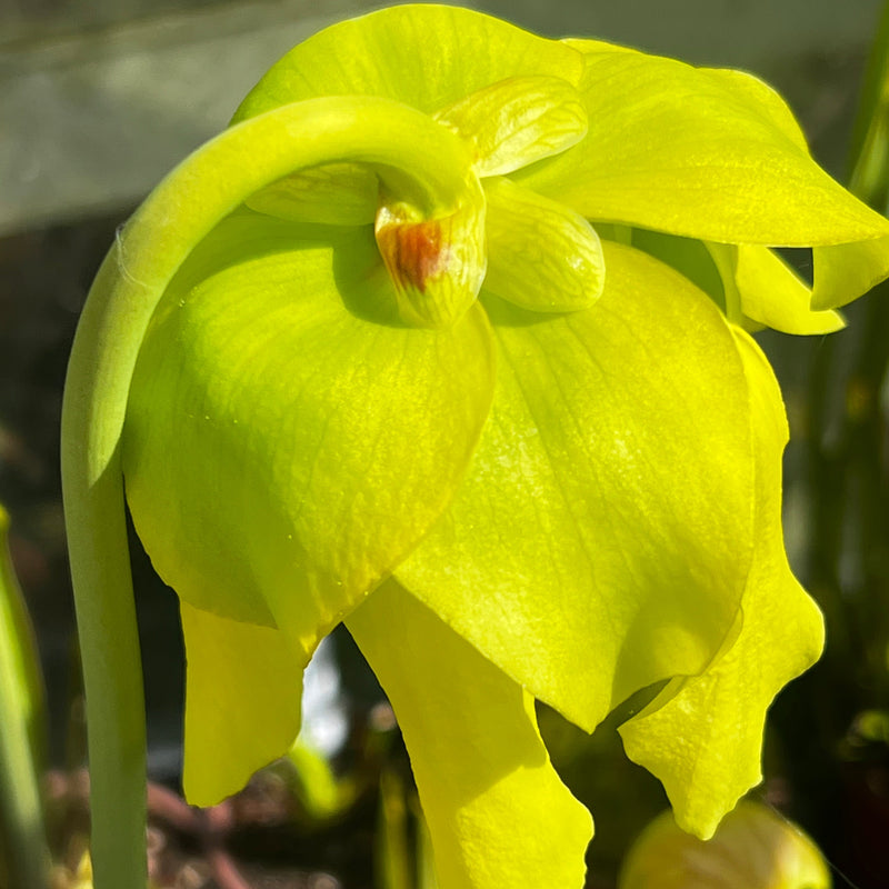 Sarracenia flava var. flava 'Maxima'