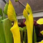 Sarracenia flava 'Goldie'