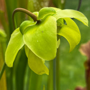 Sarracenia × excellens - Yellow Flower