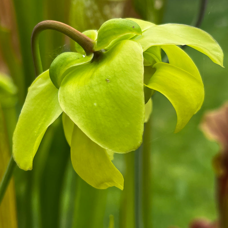 Sarracenia × excellens - Yellow Flower