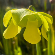 Sarracenia alata var. alata (Jackson County, Florida)