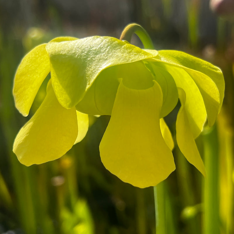 Sarracenia alata var. alata (Jackson County, Florida)