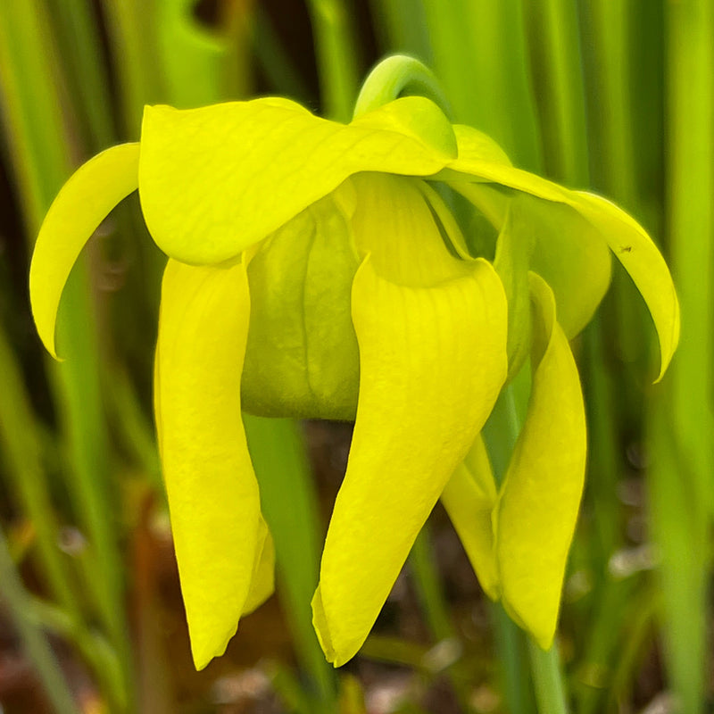Sarracenia flava f. viridescens (Shallotte, Brunswick County, North Carolina)