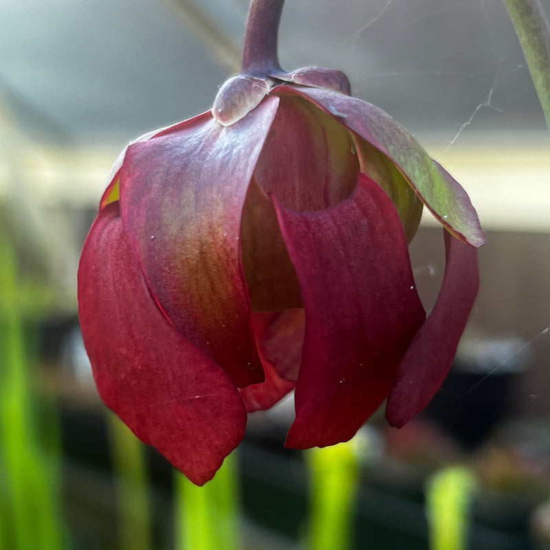 Sarracenia leucophylla Large Pink-lipped (Apalachicola National Forest, Florida) MK-L18