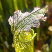 Sarracenia 'Taiappu'