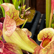 Sarracenia purpurea subsp. venosa var. burkii 'Chipola Giant' (Chipola River, Florida)