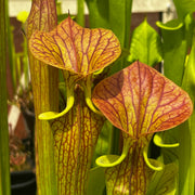 Sarracenia flava var. cuprea - Very Large Form MK-F153