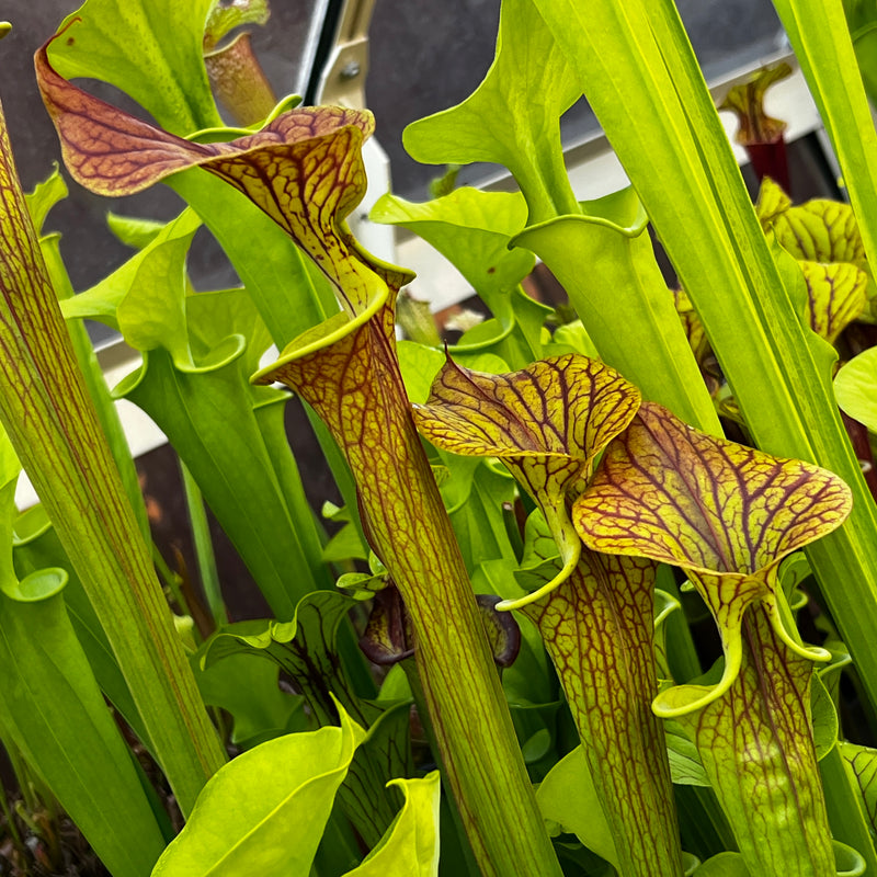 Sarracenia flava var. cuprea - Very Large Form MK-F153