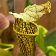 Sarracenia × areolata MK-H262