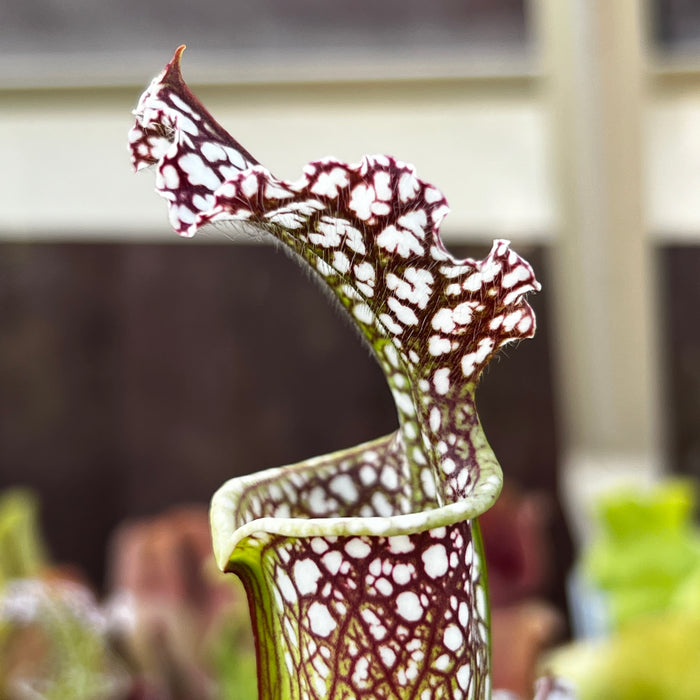 Sarracenia leucophylla var. leucophylla - Purple & White Giant (Rt71, Altha, Calhoun County, Florida)