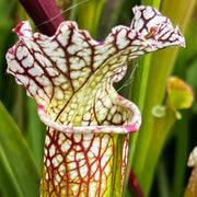 Sarracenia 'Asuka No. 4'