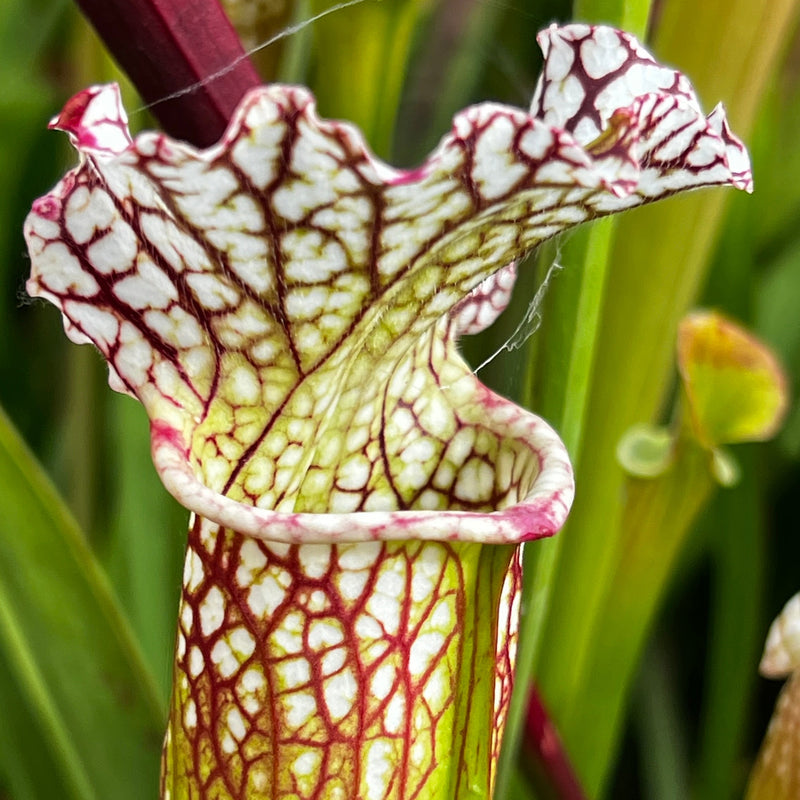 Sarracenia 'Asuka No. 4'