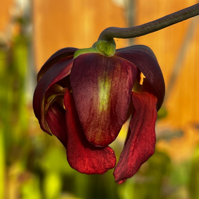 Sarracenia leucophylla var. alba 'Hurricane Creek White' - Clone A (Baldwin County, Alabama) MK-L145A